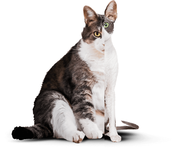 Живой пример